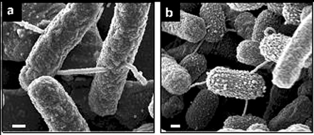 Imagens de micrográficas de estruturas nanotubulares que ligam células bacterianas deficientes em diferentes aminoácidos, permitindo uma alimentação cruzada. a)  Cocultura de 24 horas de duas estirpes de E. coli; b) Cocultura de 24 horas de A. baylyi e E. coli. Barras de escala, 0.2 mm.
