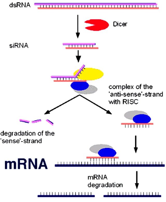 Mecanismo de RNAi