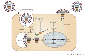 O ciclo de vida do virus IAV. Nature Reviews Microbiology (2011) 9, 590-603