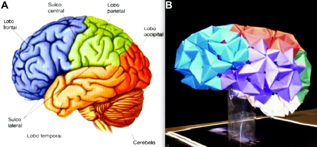 Comparativo entre cérebro humano e modelo em origami
