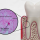 Amelogenina: o que uma proteína de esmalte está fazendo no ligamento periodontal?