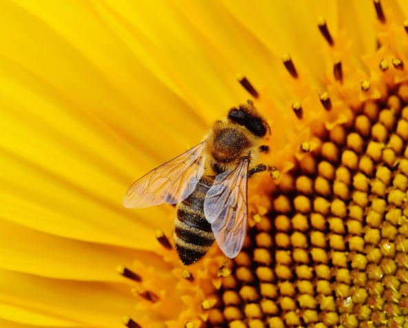Uma assinatura microscópica das cidades: o que as abelhas nos revelam sobre os microrganismos urbanos
